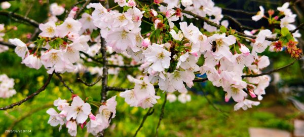 追花是簡單的快樂，賞花是恬淡的幸褔 2/252720095