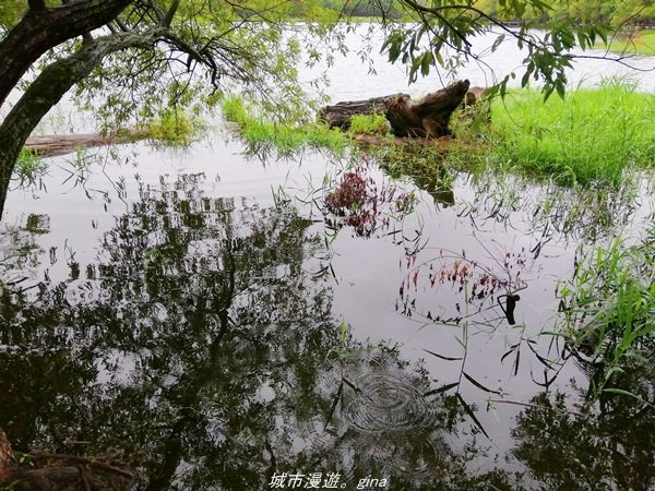 【宜蘭。羅東】漫遊在城市裡的蒼鬱綠林。 羅東林業文化園區步道1507983