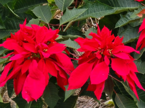 鳶嘴稍來山之楓紅／雲海2974099