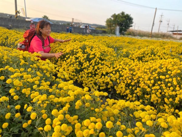  三義走到銅鑼之三員縱走有六連峰兼賞杭菊730124