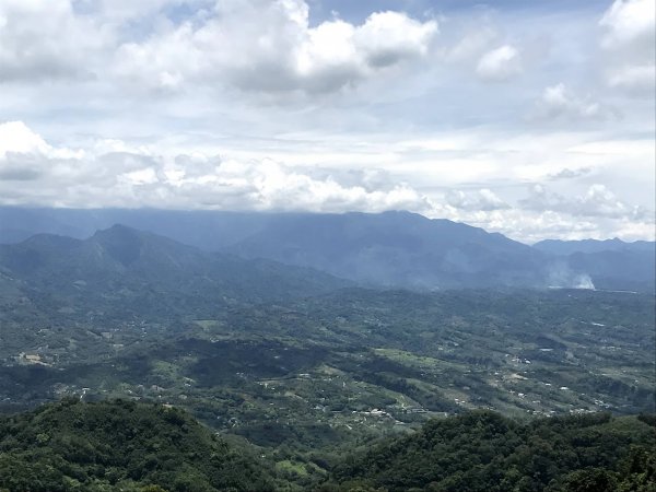 薑麻園桐花步道202006271965419