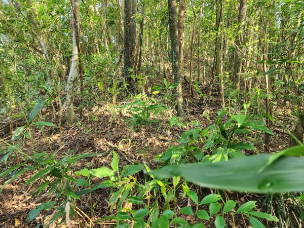 20250404雙十縱走失敗撤退改走蝙蝠山2892555