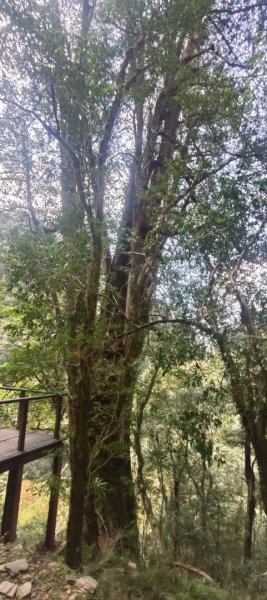 拉拉山國家森林遊樂區2752256