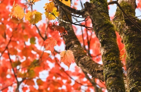 鳶嘴稍來步道賞楓季 ，大雪山門票優惠到12/31！2969529
