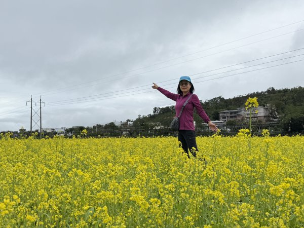 富里油菜花2704818