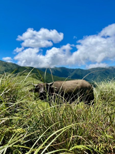 上磺溪橋走魚路古道/金包里城門/擎天崗/冷水坑2872135