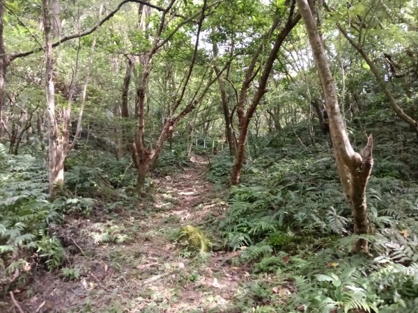 平溪區過火坪古道+枋山坑山+中坑頭鞍部+枋山坑古道+火燒寮古道O型2878604