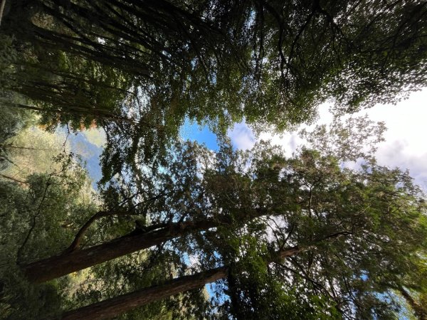 20231127_觀霧榛山步道（森遊竹縣）2763096