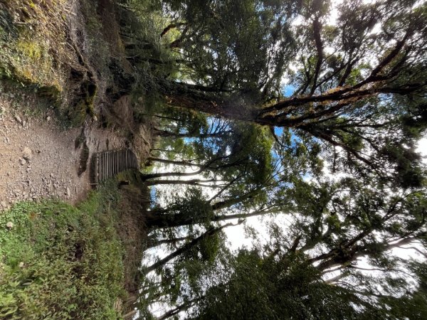 20231127_觀霧榛山步道（森遊竹縣）2763091