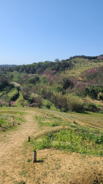 2025-0130溪和宮-大崎頭步道-鵝尾山-平溪步道-鵝尾山水田-42巷-溪山百年古圳-平菁步道2701911
