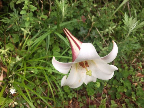 男子漢夢想成真之能高越嶺西段 奇萊南峰 南華山遊記383822