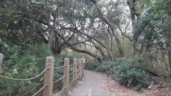 《苗栗》楓香林道｜頭份老崎古道（後花園步道）202503292748848