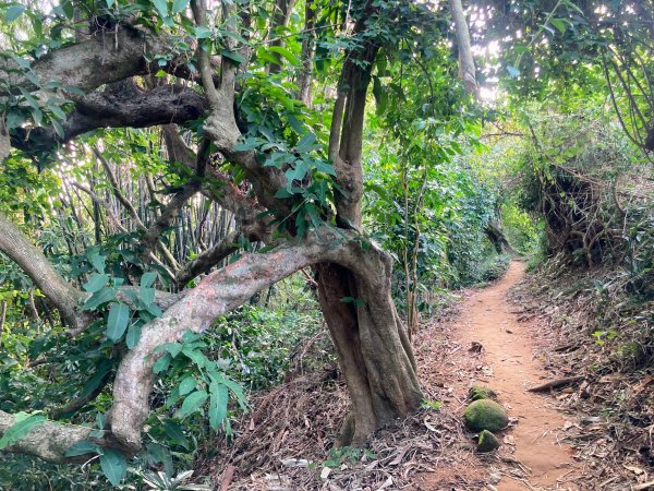 紅毛埤山(蘭潭後山步道)2653294