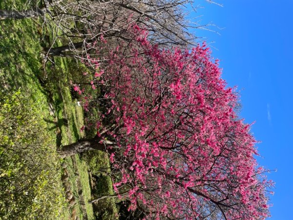 風尾步道-十八份拐圳步道-陽峰古道-頂坪櫻田-橫嶺古道-半嶺水圳古道-崧溪瀑布-天母圓環2419714