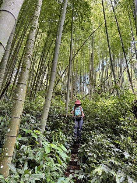 阿里山 奮瑞古道 202506282827168