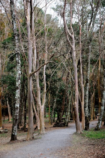 奧萬大國家森林遊樂區步道群545584