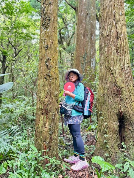 八五山古道賞九穹奇樹 尋鳥嘴下山（煤源山）2803340