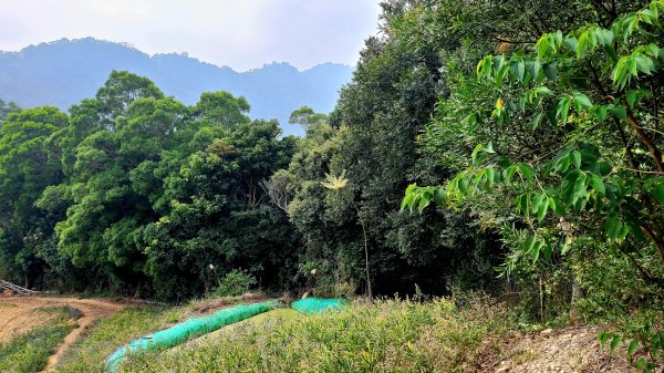 小百岳關刀山889m+銅鑼杭菊1924034