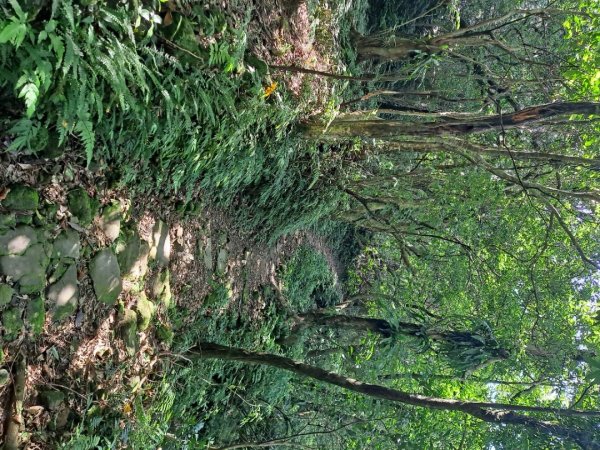 20230911淡蘭古道中段：五分山步道-暖東舊道2446818