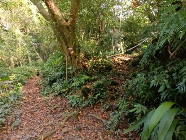 汐止區茄苳越嶺古道+上鹿窟崙山+九層坪山+四分尾山+大尖山8字走2981546