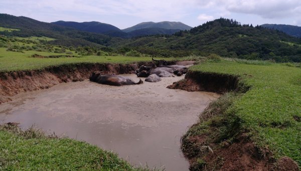 荷蘭古道-北五指山-擎天崗-內寮古道558285