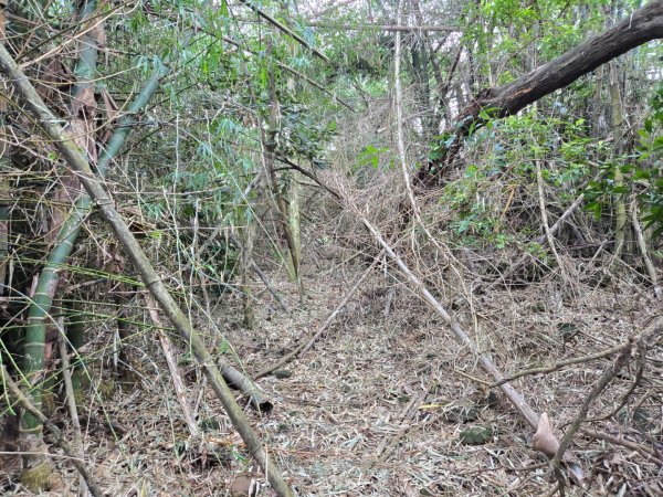 美濃雙溪樹木園（九芎林山）2652564