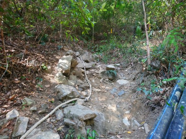 屋我尾山(麗陽線)821163