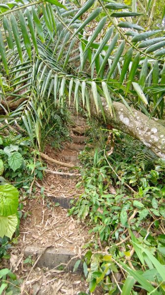 集集大山慢活行（孟宗竹林登山口）1627439