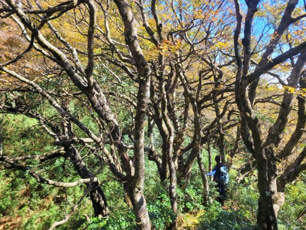 20231118 南插天山 魯培山 山毛櫸秘境2355651