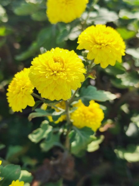 三義三通嶺-銅鑼杭菊（古道巡禮類環島小探險近25K）2957946