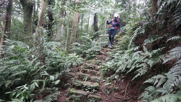 獵貍尖步道連走烏塗溪步道登山健行趣(淡蘭南路TK3-6&TK3-5&TK3-4)2404487
