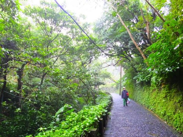 雨櫻虎山溪步道265301