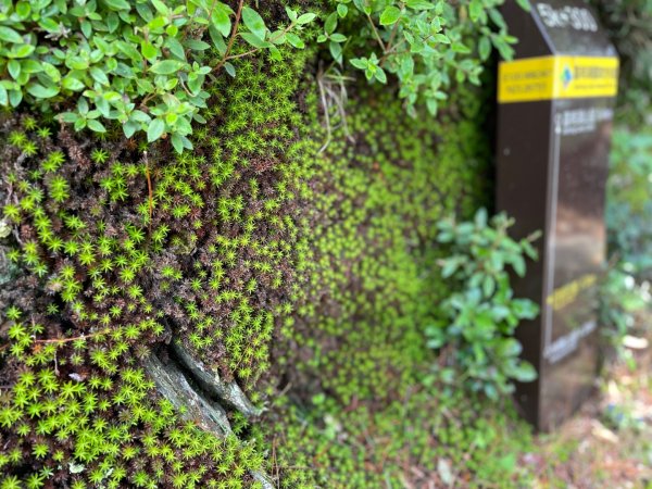 向陽日出，嘉明湖光2865075