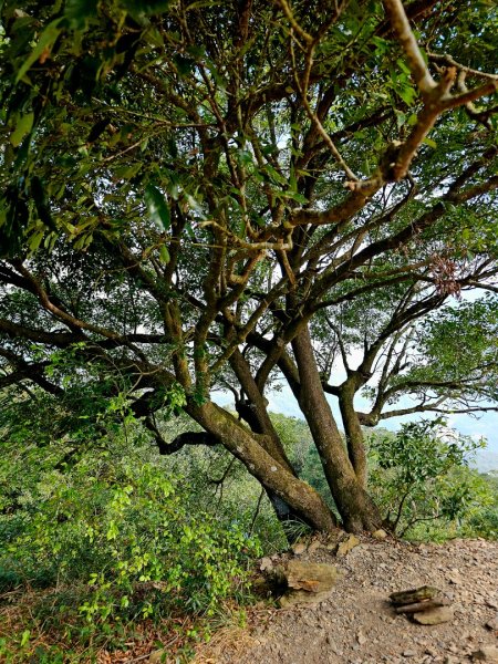 德文山步道(觀望山)-2024屏步青雲 尋寶任務2681818