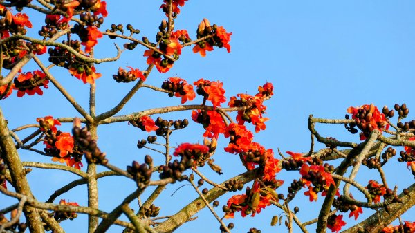 《臨江仙。木棉春色》2735225