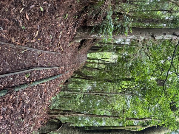 20250607 春谷養鱒場所上加里山 出大坪2805216