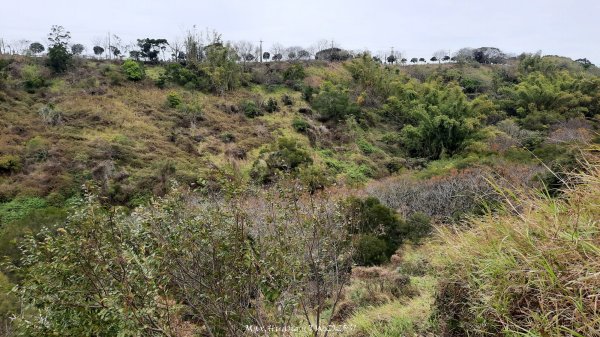 《台中》桃李爭妍｜竹坑南寮步道上竹坑山接瑞井步道O繞202502092710063
