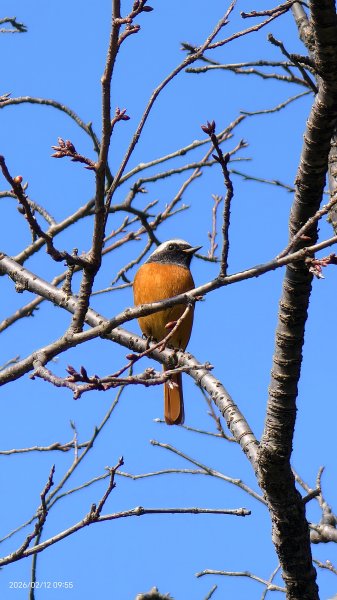#河津櫻 #八重櫻 #山櫻花 #黃尾鴝 #綠繡眼 #夕陽 2/122997670