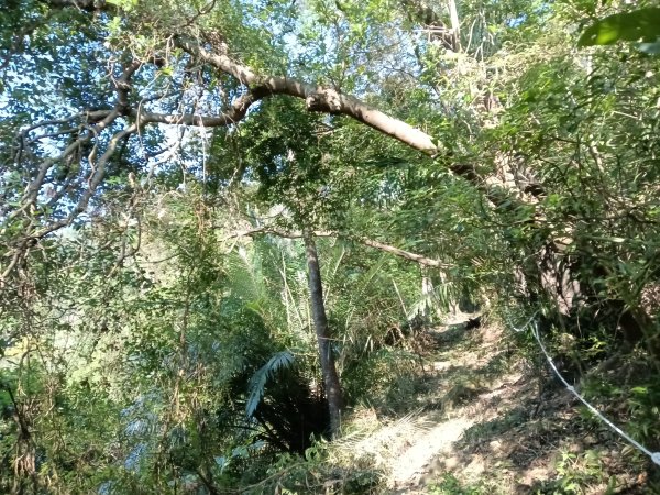 雙溪區大平林山+后番子坑古厝+后番子坑山+武山煤礦事務所+焦炭窯O型2988529