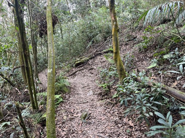 [屏步青雲 尋寶任務-02/10] 2024_0916 尾寮山登山步道2597395