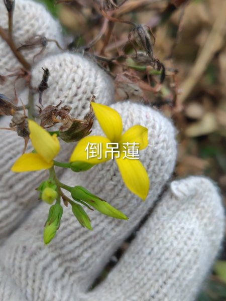 恆春大縱走連走白沙彌山出呆風草原2991470