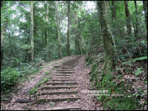 嘉義。特富野古道。鐵道森林最美的步道422571