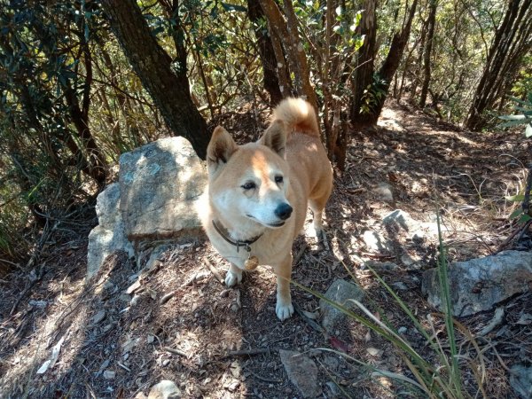 20211211台中和平白冷山、橫嶺山、沙蓮山、笛吹山、沙蓮山西南峰基石風景1545535