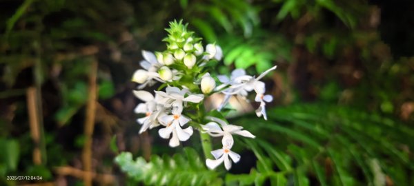 石碇趴趴走追雲趣 #石碇後山 #琉璃光 #月光雲海 #日出雲海 7/12&152834258