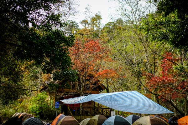[冬訪大霸聖山岳參行]-大鹿林道東線榆金楓紅與九九山莊精選輯2974641