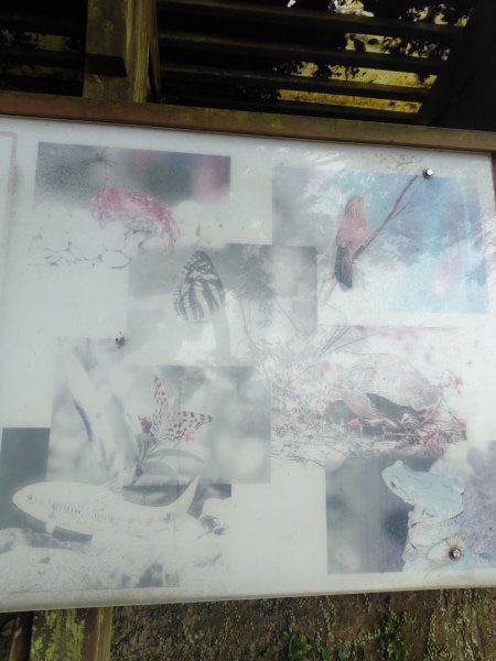 苗栗關刀山2975072