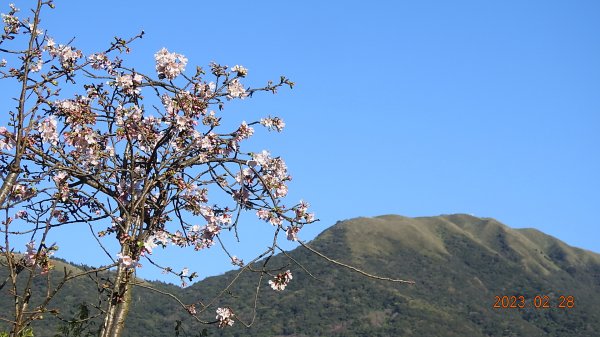 追花是簡單的快樂，賞花是恬淡的幸福。2/282045058