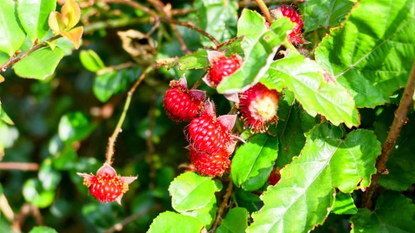 黃金水圳,黃金洞,黃金台。重銘說2775292