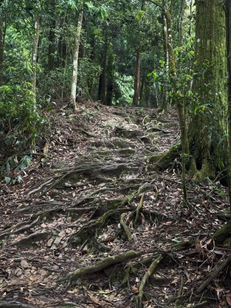 新竹五指山 - 指峰凌霄2768539