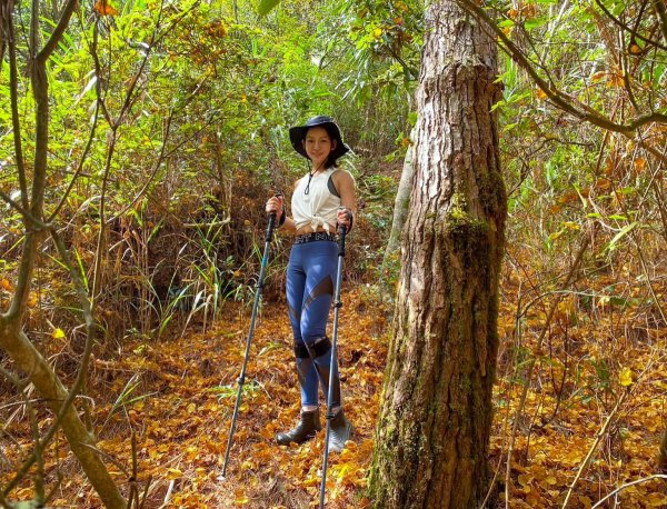 【井步山】屏東霧台最深處阿禮部落登山，鋪上金黃紅楓葉大道迎接1998192